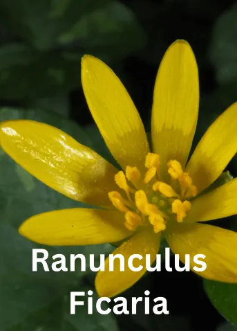 Ranunculus Ficaria