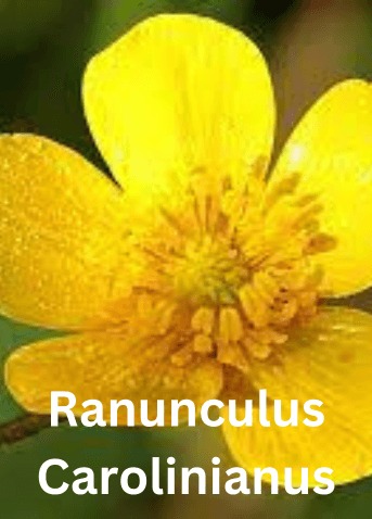 Ranunculus Carolinianus