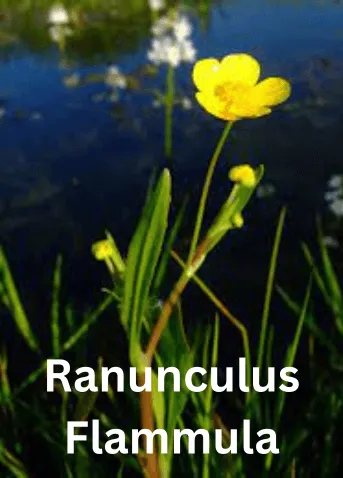 ButterCups | Fun Facts about Ranunculus Flower