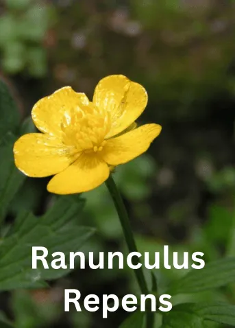 Ranunculus Repens