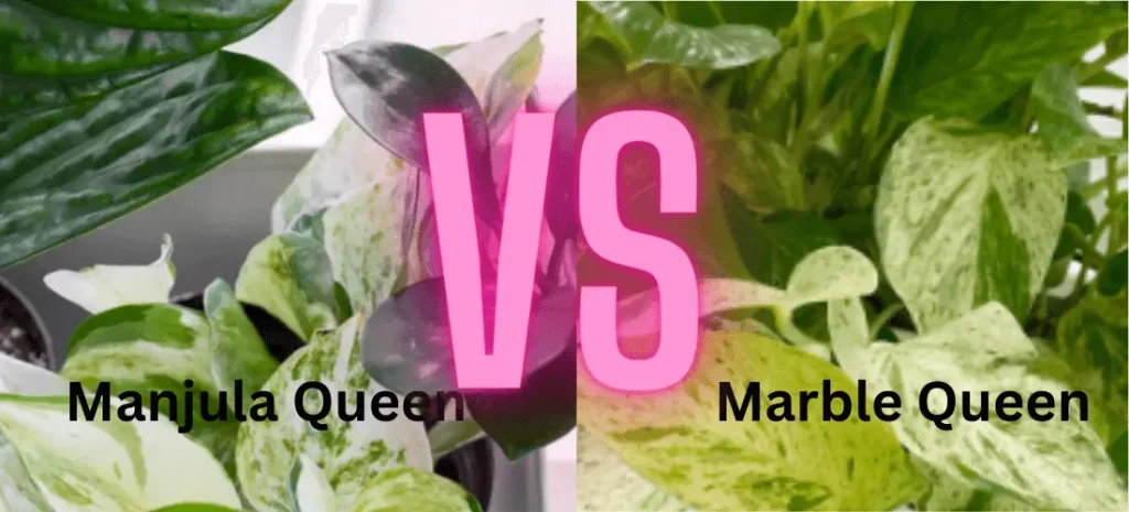 Manjula Queen VS Marble Queen Pothos