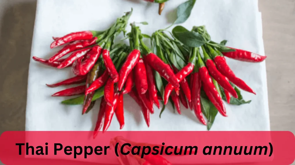 Thai Pepper (Capsicum annuum)