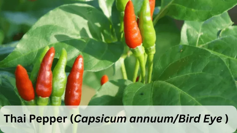 Thai Pepper | Characteristics, Types, How to grow and Care
