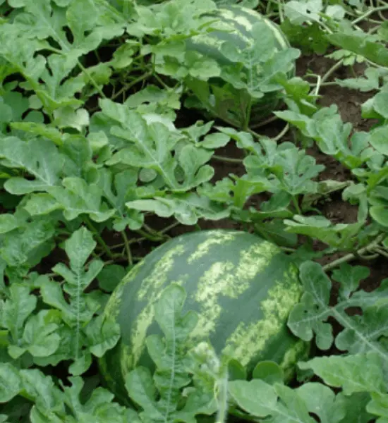 Black diamond Watermelon - Mature