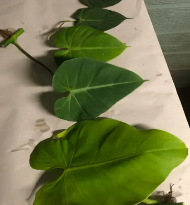 philodendron micans - Leaf stages