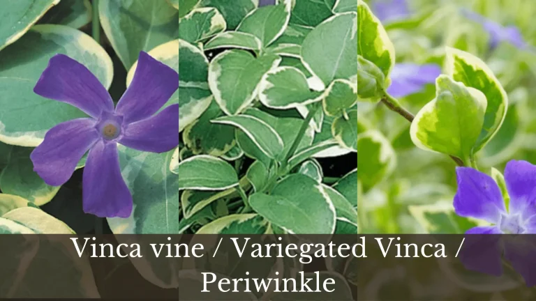Vinca Vine (Variegated Vinca) | Types, Why and How to Grow and Care