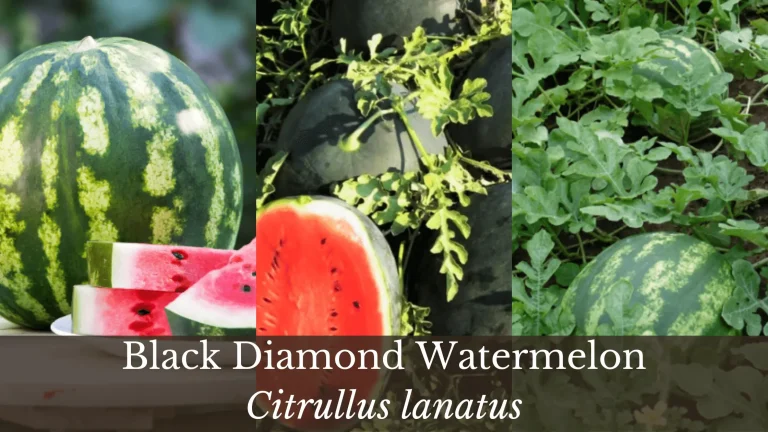 Black Diamond Watermelon | Complete Guide to Grow and Care | Expert Opinion