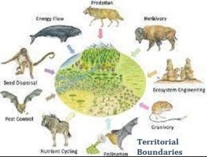 Territorial Boundaries of the Ecosystem