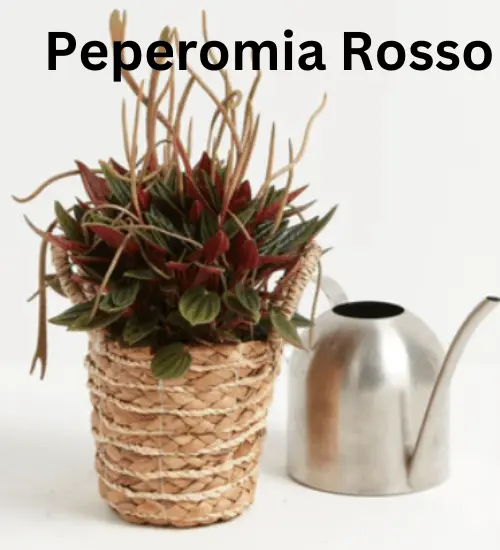 Peperomia Rosso - Guide to care