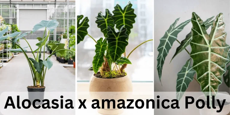 Alocasia Polly | How to Grow and Care | Beginners’ Guide before buying
