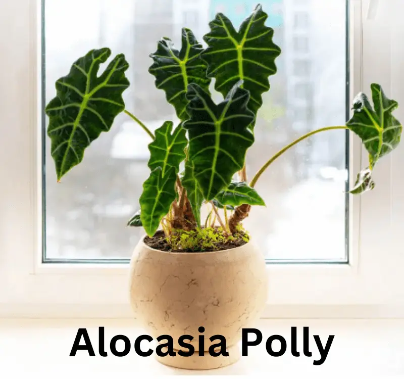 Alocasia Polly Pot