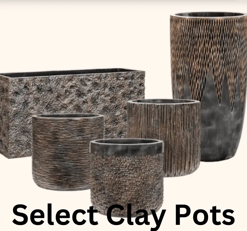 Alocasia Polly clay pots
