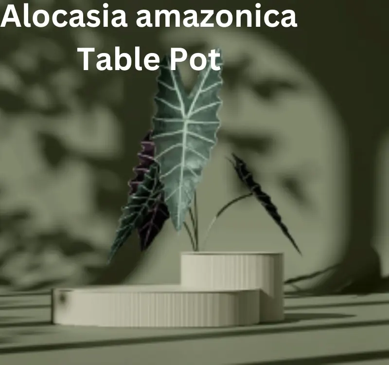 Alocasia Polly for Table top