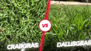 Dallisgrass vs Crabgrass