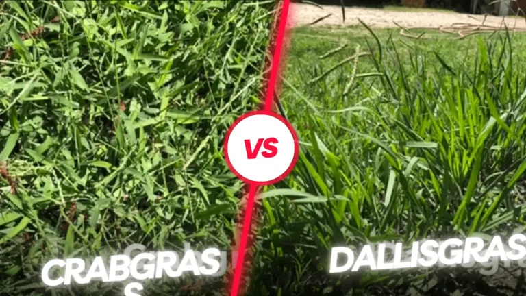 Dallisgrass vs Crabgrass | Key Differences (Pictures) and Control