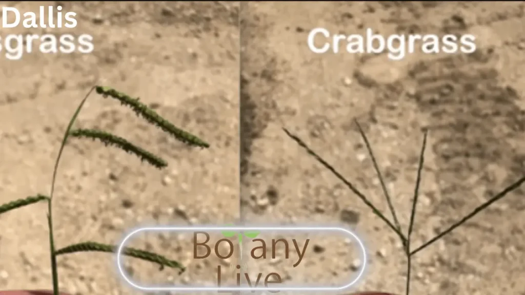 Dallisgrass vs Crabgrass - SeedHead