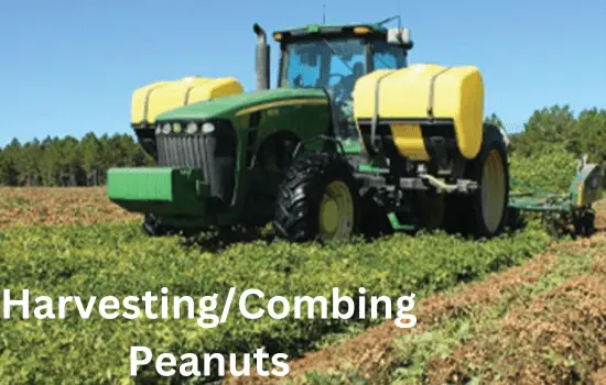 Harvesting / Combing Peanuts