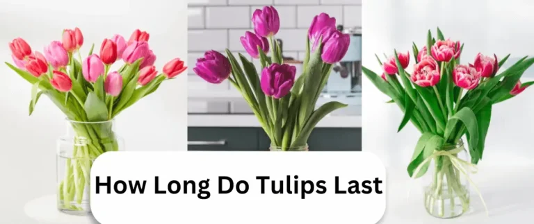How Long Do Tulips Last? | 8 Tips to keep them Last Longer