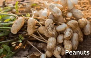 How are Peanuts Grown?