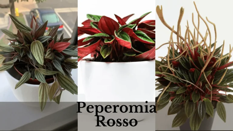 Peperomia Rosso | Read the Guide before Buying – How to Grow