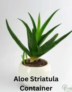 Aloe Striatula - Container