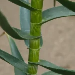 Aloe Striatula - Strips