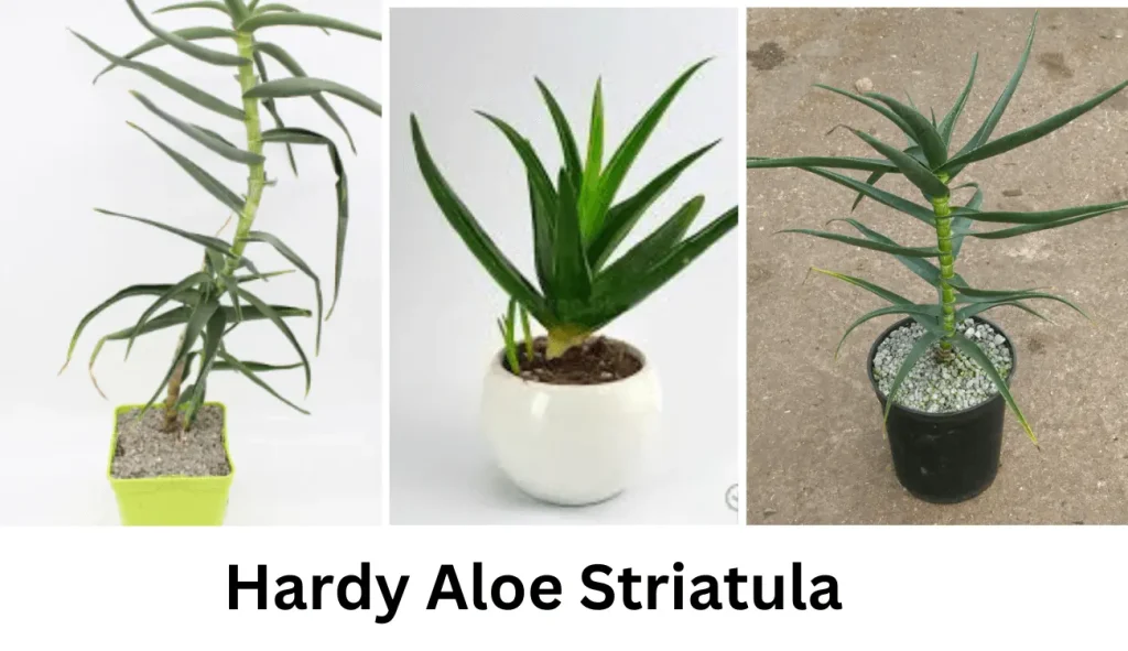 Hardy Aloe Striatula