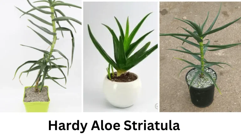 Hardy Aloe Striatula | Plant Care Guide and Its Importance
