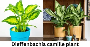 Dieffenbachia camille plant
