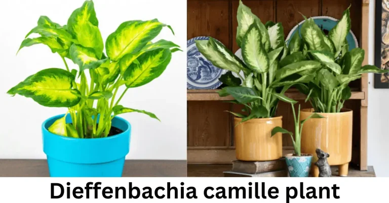 Dieffenbachia camille plant | Dumb Cane Care Guide
