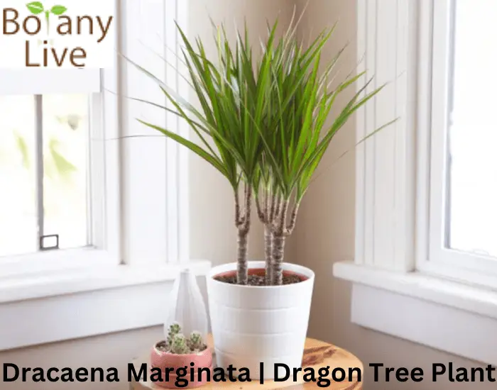 Dracaena Marginata – Dragon Tree | How to Grow and Care