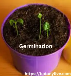 Lemon Tree Growth Stages - Germination