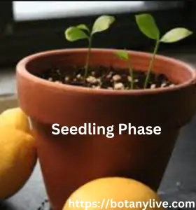 Lemon Tree Growth Stages - Seedling