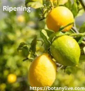 Lemon Tree Ripening Stages