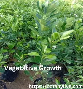 Lemon Tree Vegetative Growth Phase