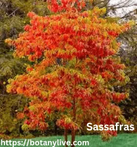 Sassafras - Trees and Shrubs those Start with S