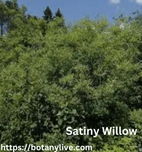 Satiny Willow
