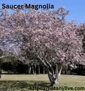 Saucer Magnolia - BotanyLive.com