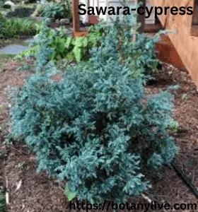 Sawara-cypress - Bush with name S