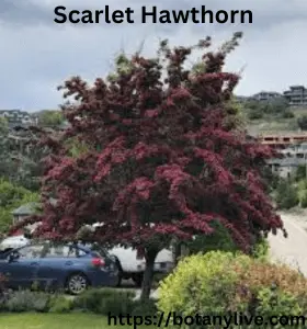 Scarlet Hawthorn