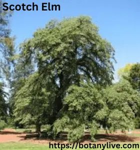 Scotch Elm