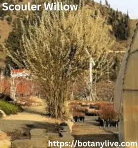 Scouler Willow - With name start with S