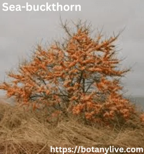 Sea-buckthorn
