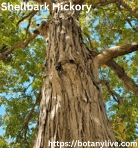Shellbark Hickory