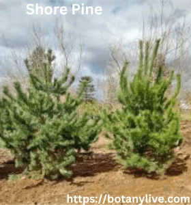 Shore Pine