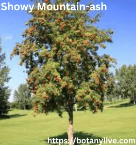 Showy Mountain-ash