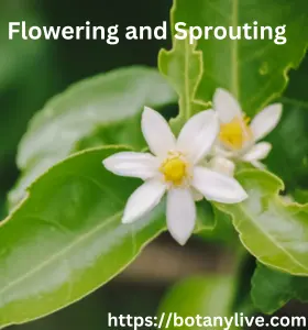 Sprouting and Flowering of Lemon