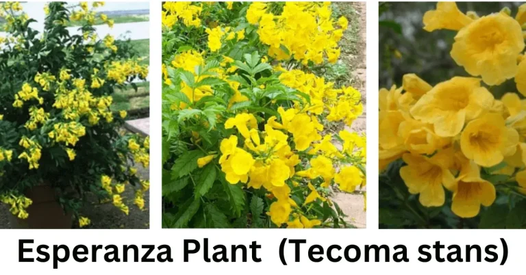 Esperanza Plant (Tecoma stans)