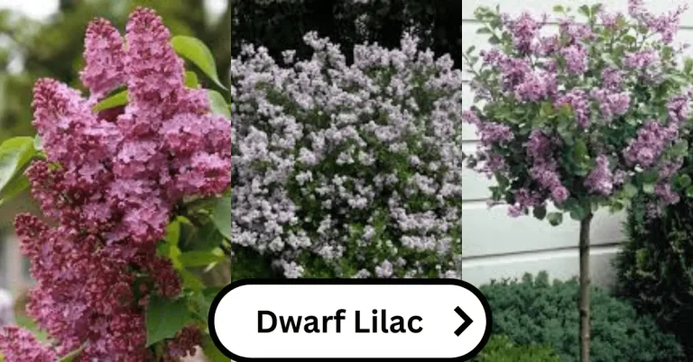 Dwarf lilacs