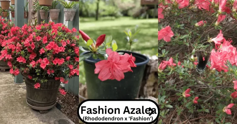 Fashion Azalea